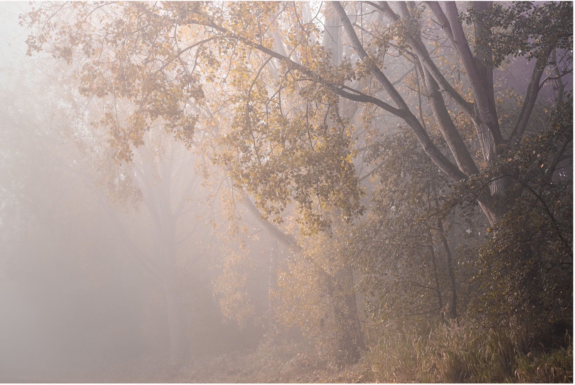Mist